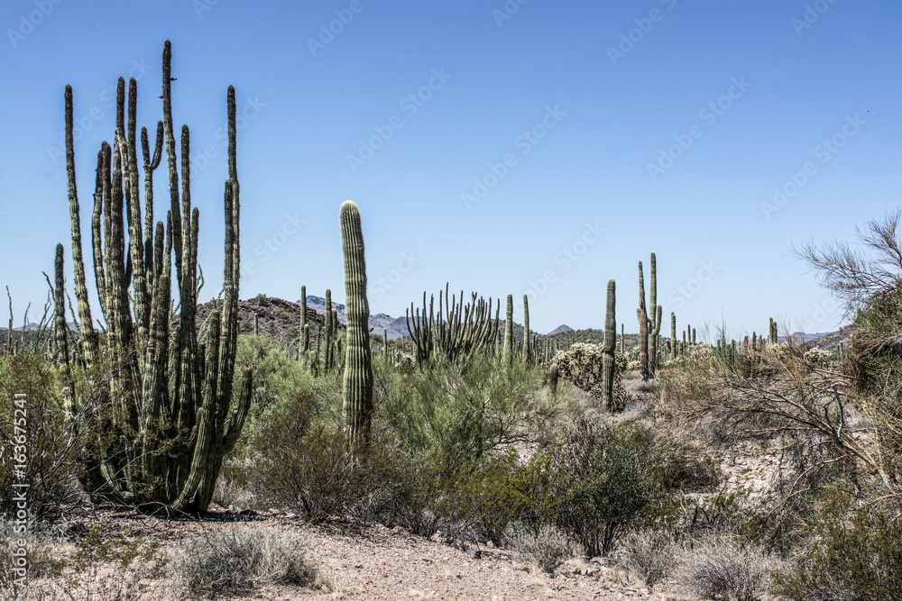 Organ Pipe 5