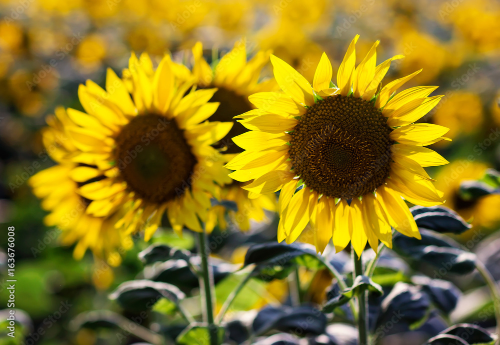 Field of beautiful sunflowers in summer