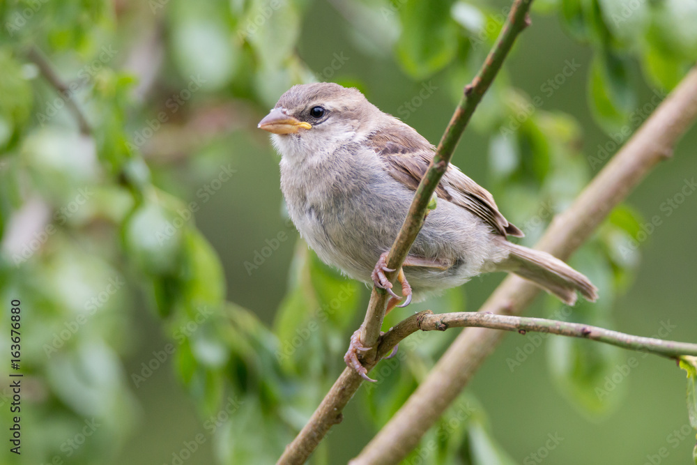 Spatz Spatz