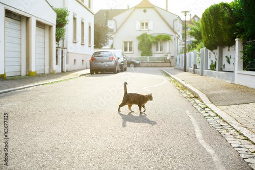 Beautiful curious cat walking at sunset leaving majestic shadow in calm French neighborhood with beautiful French houses