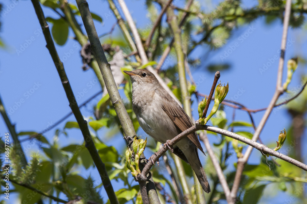 Common nightingale sitting on branch of bush. Cute brown little songbird, legendary singer. Bird in wildlife. Common nightingale sitting on branch of bush. Cute brown little songbird, legendary singer. Bird in wildlife.