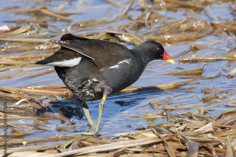 Common moorhen, waterhen, swamp chicken feeding in reeds on shore of pond. Beautiful black-white waterbird with bright red-yellow beak. Bird in wildlife. Common moorhen, waterhen, swamp chicken feeding in reeds on shore of pond. Beautiful black-white waterbird with bright red-yellow beak. Bird in wildlife.