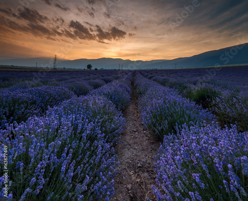 Sunrise over fields of lavender in the bulgaria