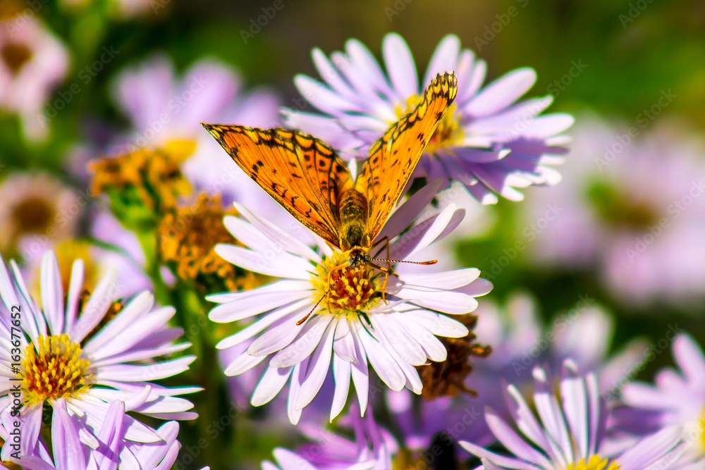 Yellow butterfly on a lilac flower Yellow butterfly on a lilac flower