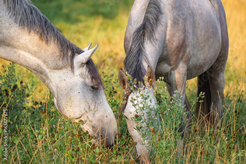 Pferd ist morgens am grasen mit Gefühl und Zuneigung photo