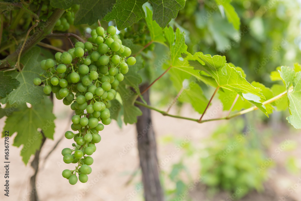 Vineyards, vine, green grapes ripen, close-up Vineyards, vine, green grapes ripen, close-up