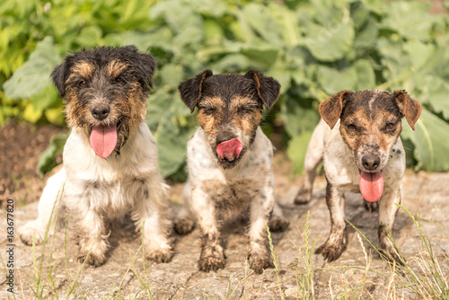 Fototapeta Naklejka Na Ścianę i Meble -  3 Schmutzige Hunde - Jack Russell Terrier