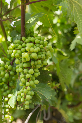 Wallpaper Mural Vineyards, vine, green grapes ripen, close-up Torontodigital.ca