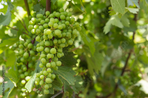 Vineyards, vine, green grapes ripen, close-up