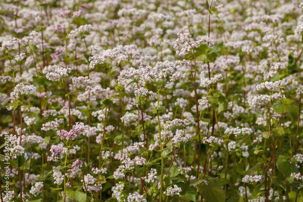Buckwheat blooms in the field Buckwheat blooms in the field