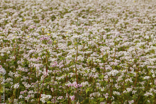 Buckwheat blooms in the field