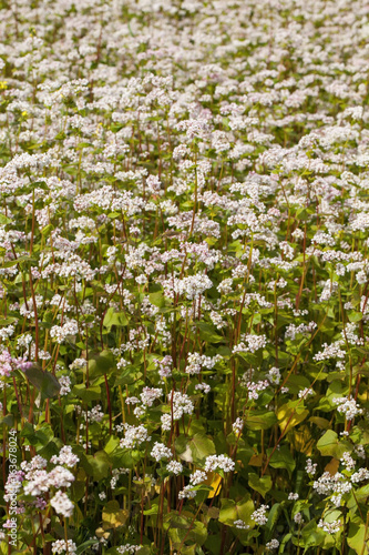 Buckwheat blooms in the field