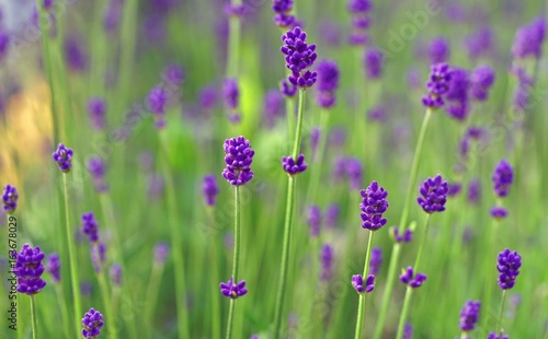 Fragrant purple stems of English lavender flowers