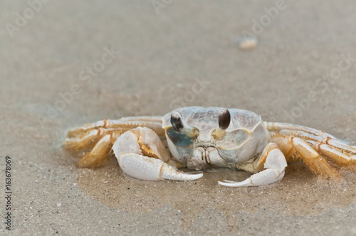 Goast crab in the surf of a tropical beach searching for its sand hole on Gulf of Mexico