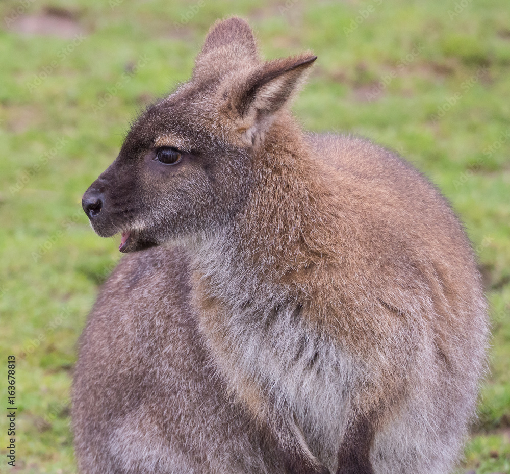 Wallaby Looks to Side with Blurred Grassy Backround