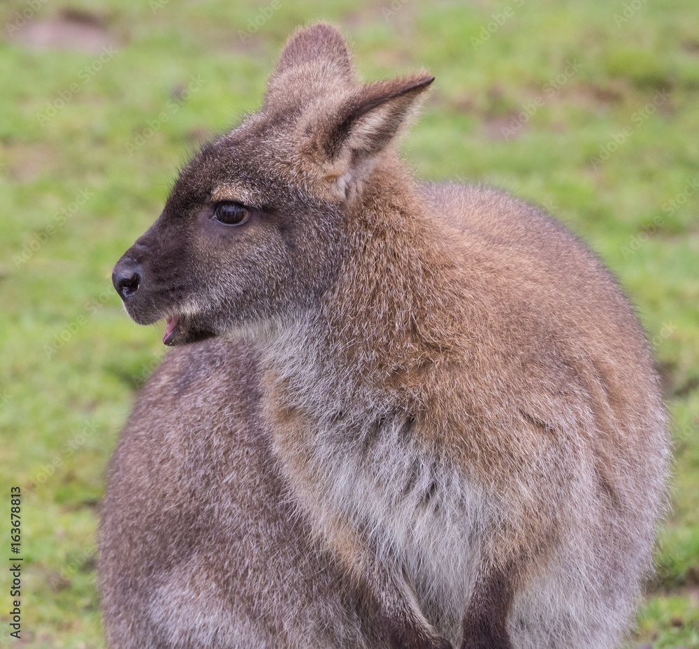 Wallaby Looks to Side with Blurred Grassy Backround Wallaby Looks to Side with Blurred Grassy Backround
