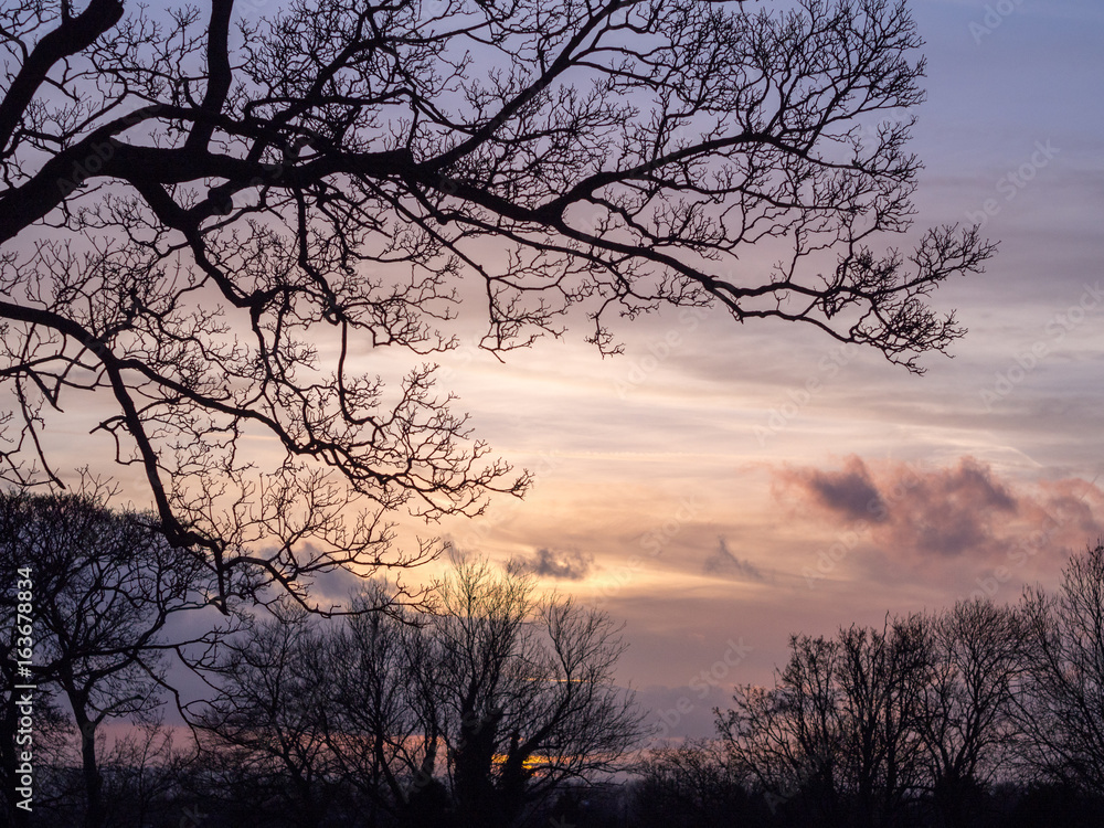 Trees Silhouetted against Pastel Sky at Sunset