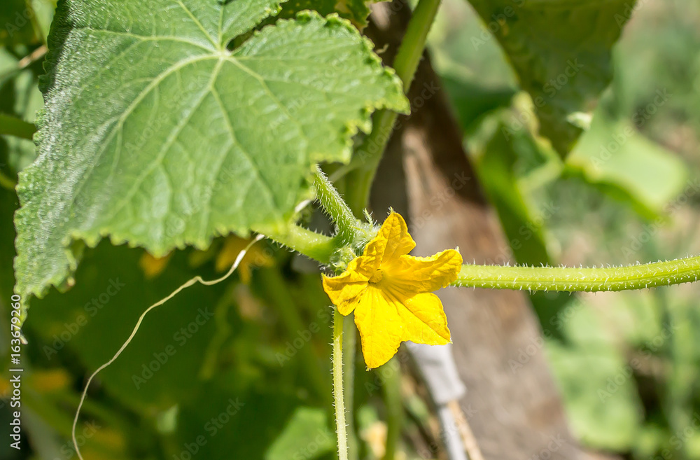 Cucumber flower Cucumber flower