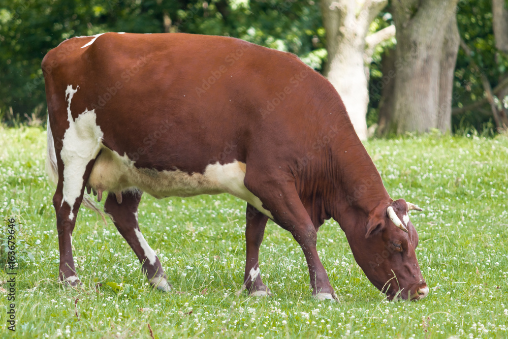 Brown Cow