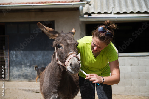 Young veterinarian girl on a farm giving a medicine to a donkey