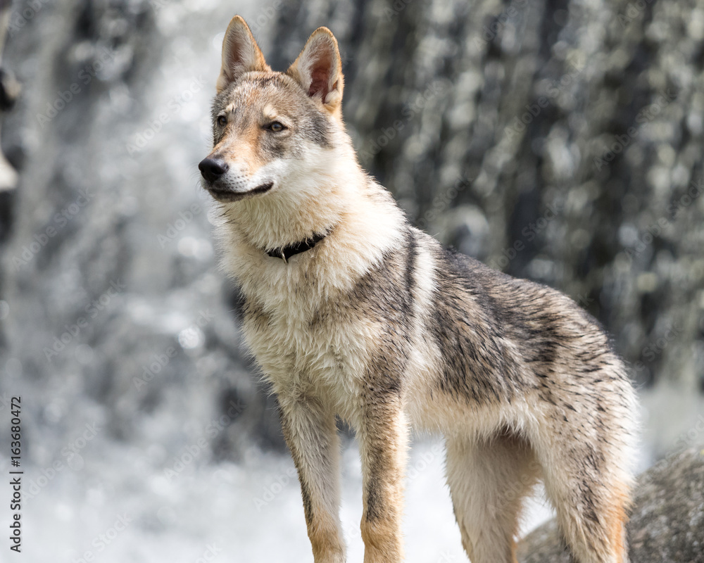 4.5 months Czechoslovakian wolfdog puppy, in front of the waterfall in summer 4.5 months Czechoslovakian wolfdog puppy, in front of the waterfall in summer