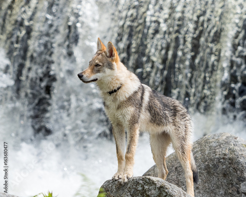 4.5 months Czechoslovakian wolfdog puppy, in front of the waterfall in summer