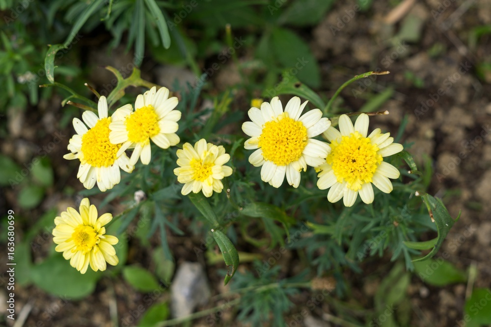 Yellow flower in nature. Slovakia Yellow flower in nature. Slovakia