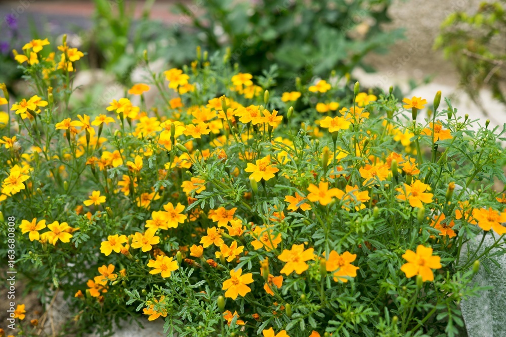 Obraz premium Yellow flower in nature. Slovakia