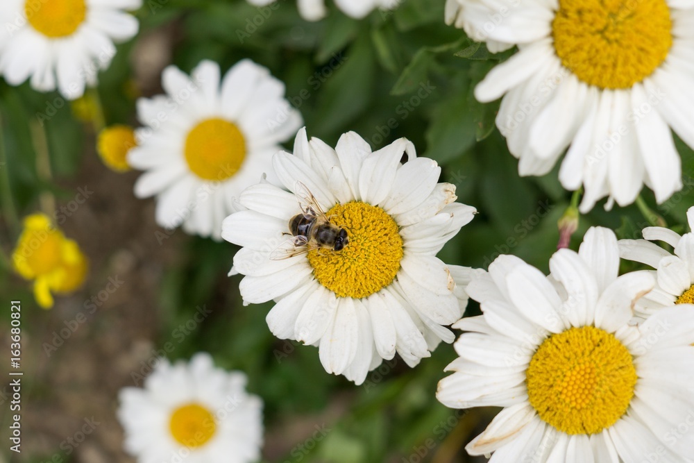 bug on a camomile daisy flower bug on a camomile daisy flower