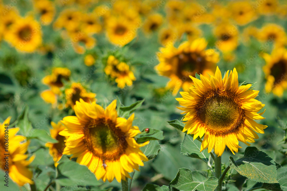 Sunflowers field