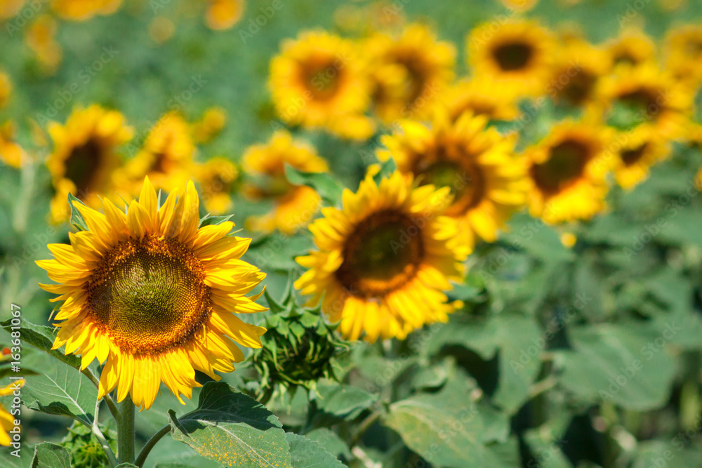 Sunflowers field