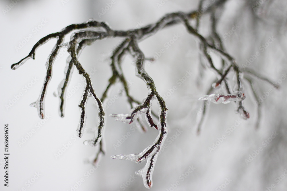 Frozen branches Frozen branches