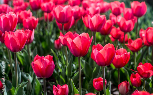 Tulips on the flowerbed