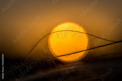 Close up of the stipa plant in the wonderful sunset light