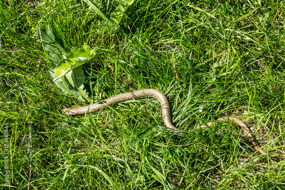 Obraz premium Snake in the grass