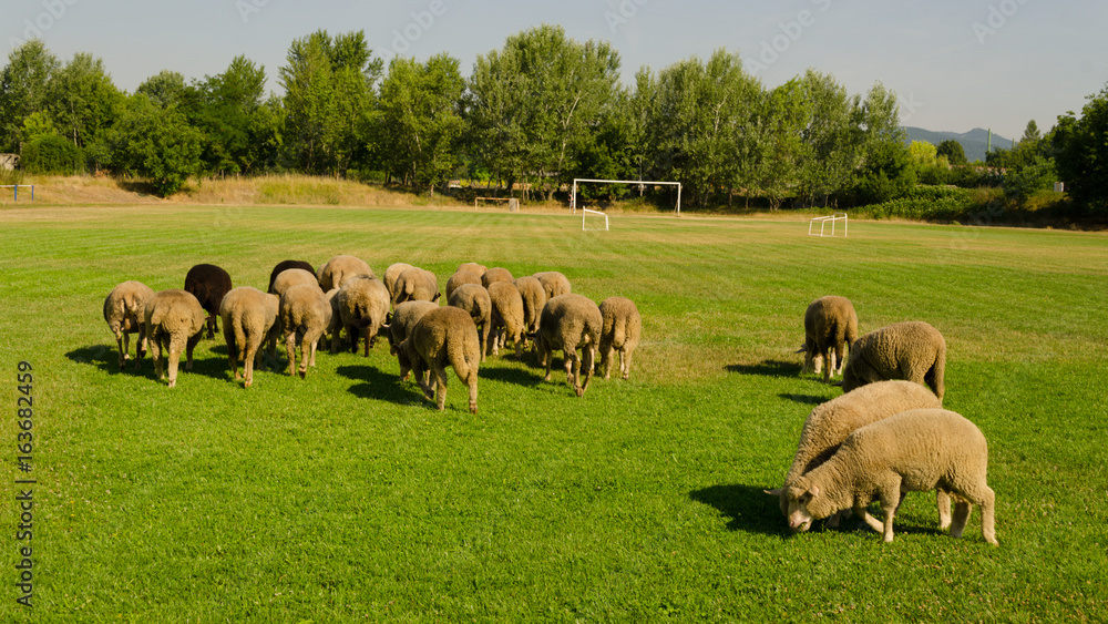 Fototapeta premium sheep in football field. sheep eating grass on a football field