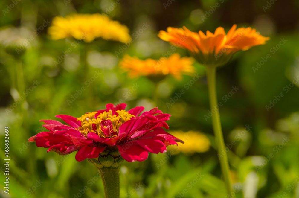 yellow, red summer flowers in garden. beauty vibrant colored flowers blooming in garden yellow, red summer flowers in garden. beauty vibrant colored flowers blooming in garden