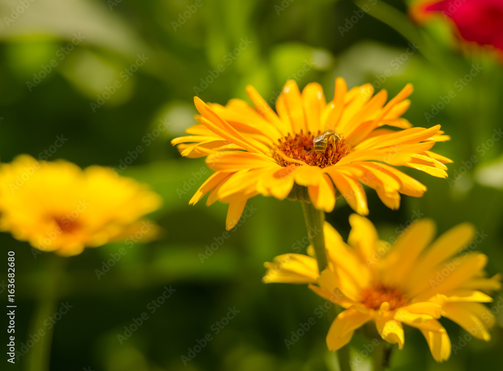 yellow, red summer flowers in garden. beauty vibrant colored flowers blooming in garden yellow, red summer flowers in garden. beauty vibrant colored flowers blooming in garden