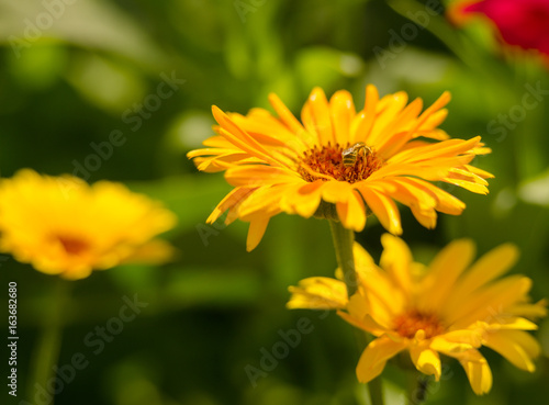 yellow, red summer flowers in garden. beauty vibrant colored flowers blooming in garden 