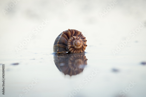 Whelk Shell Reflection