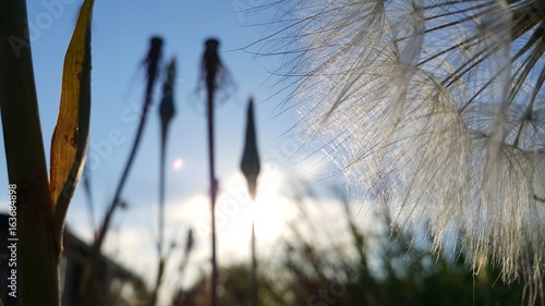 dandelion at sunset