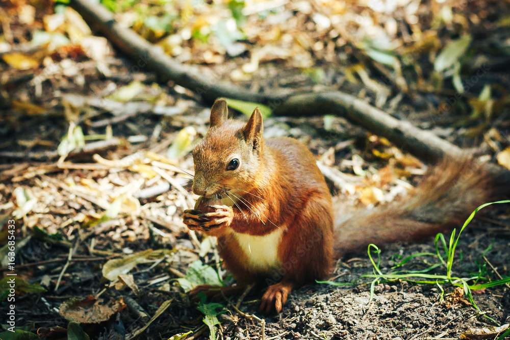Red squirrel with walnut in autumn forest. Close up view. Red squirrel with walnut in autumn forest. Close up view.