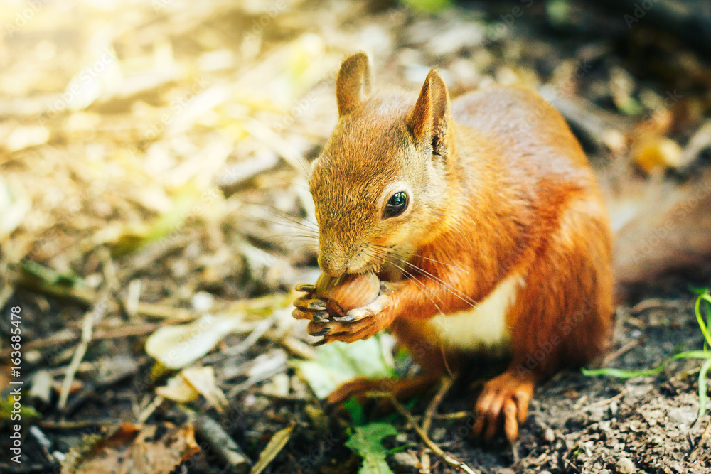 Red squirrel with walnut in autumn forest. Close up view.