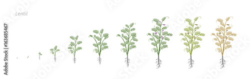 Lentil Soybean Lens culinaris. Growth stages vector illustration