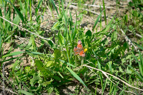 the butterfly is orange with black dots sitting on green grass and dandelions