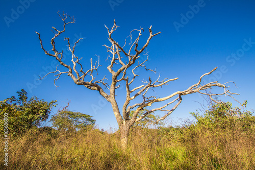 Leafless tree in cerrado, Pirenopolis photo