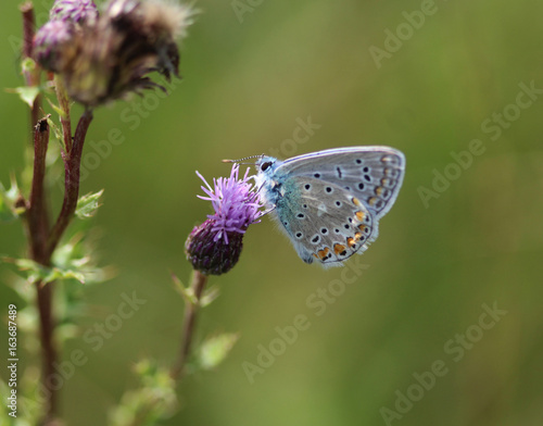 Polyommatus icarus