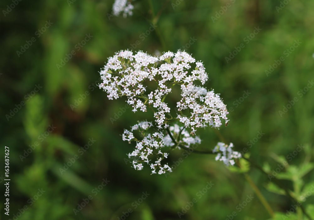 Filipendula ulmaria Filipendula ulmaria