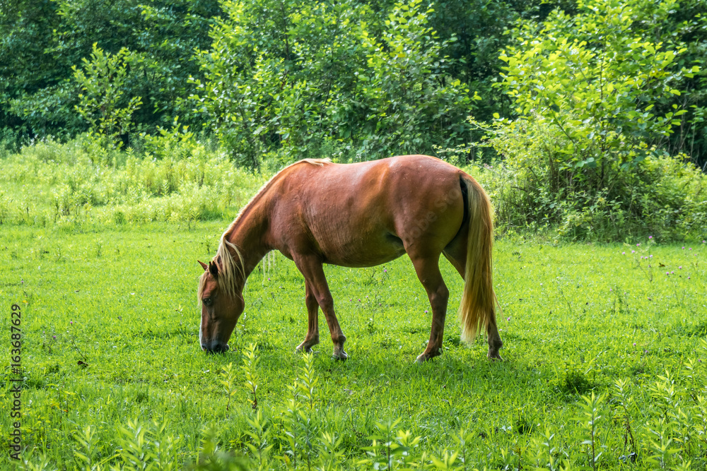 Brown horse grazes the green herb on pasture Brown horse grazes the green herb on pasture