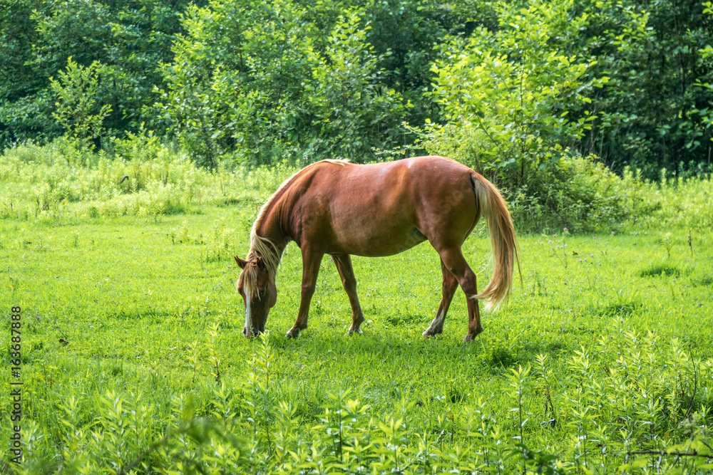 Brown horse grazes the green herb on pasture